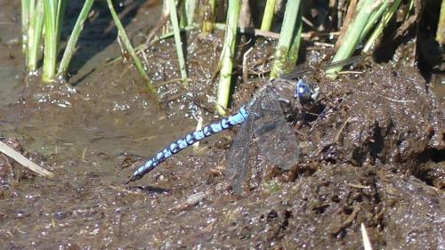 Réf. 347 269 : Aeshna caerulea